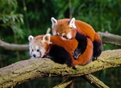 Accouplement Pandas Roux Photos