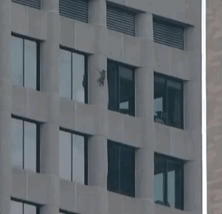 mpracoon escalade un immeuble  