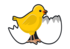 Petit poussin sort de sa coquille